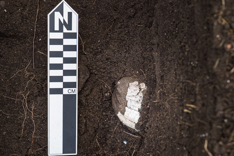 An abalone shell lies with the outside of the shell up in the excavation plot, a rich brown like the soil it lies on at the left and right sides with a bright white section almost like a stripe through the middle, is next to a black and white marker to help record its true colors as it was when unearthed at San Vicente Redwoods, photo by Orenda Randuch