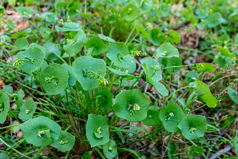Small unassuming flowers hang from green stems encircled by flat round leaves reminiscent of tiny lily pads that are one of the most distinguishing features of Indian Lettuce, the name Amah Mutsun Land Trust Stewardship Corps members prefer, which is sometimes called Miners Leaf Lettuce at San Vicente Redwoods, photo by Ian Bornarth