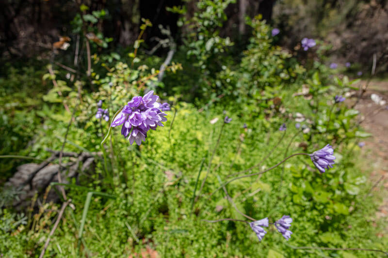 Clusters of bright purple blooms burst from the thin bright green stems of Indian Potatoes, the name Amah Mutsun Land Trust Stewardship Corps members prefer the plant sometimes called blue dicks, at San Vicente Redwoods, photo by Ian Bornarth