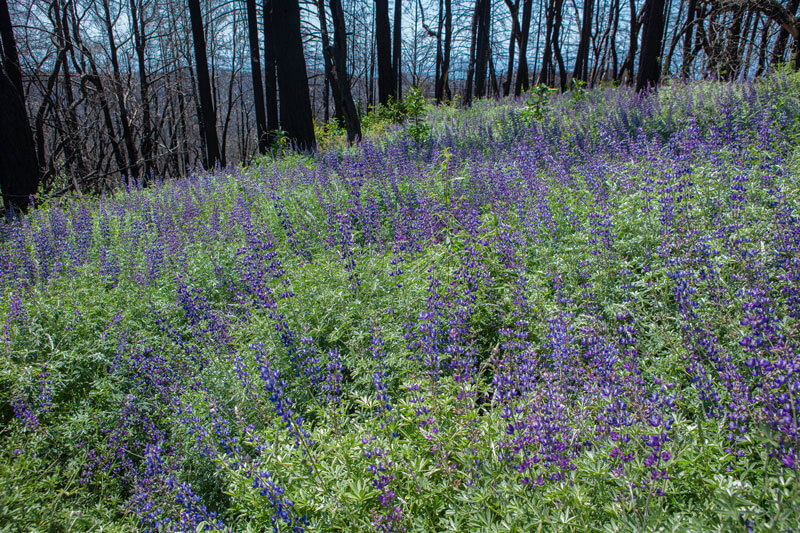 Small towers of royal purple lupine blossoms crown a green field of regrowth on the forest floor with black matchsticks of scorched dead trees rising up through which the hill and blue sky beyond are visible at San Vicente Redwoods after the CZU Fire, photo by Ian Bornarth