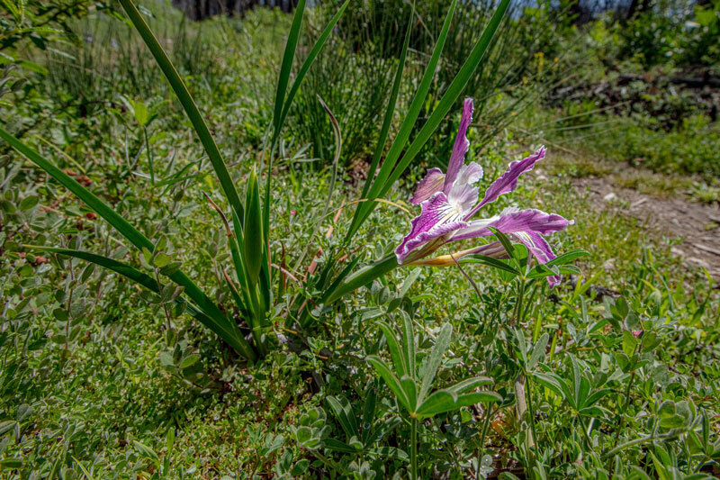A wild iris’ long bright purple petals lined with white in the center stretches up from bright green grasses to meet the sunlight at San Vicente Redwoods, photo by Ian Bornarth