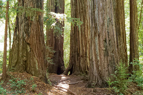 DEIJ Redwood Fairy Ring Big Basin By ABlanchard