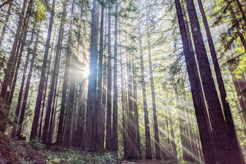 DEIJ Sunlight Through Trees Big Basin By AKrauss