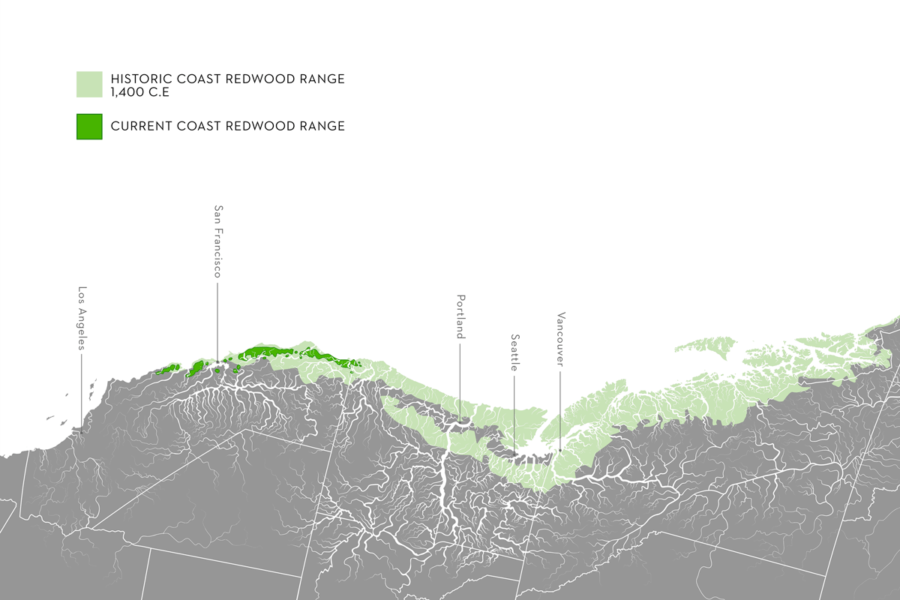 Redwoods and Climate Part 3 Present Vs Historic Coast Redwood Range Map by Jane Kim, Ink Dwell