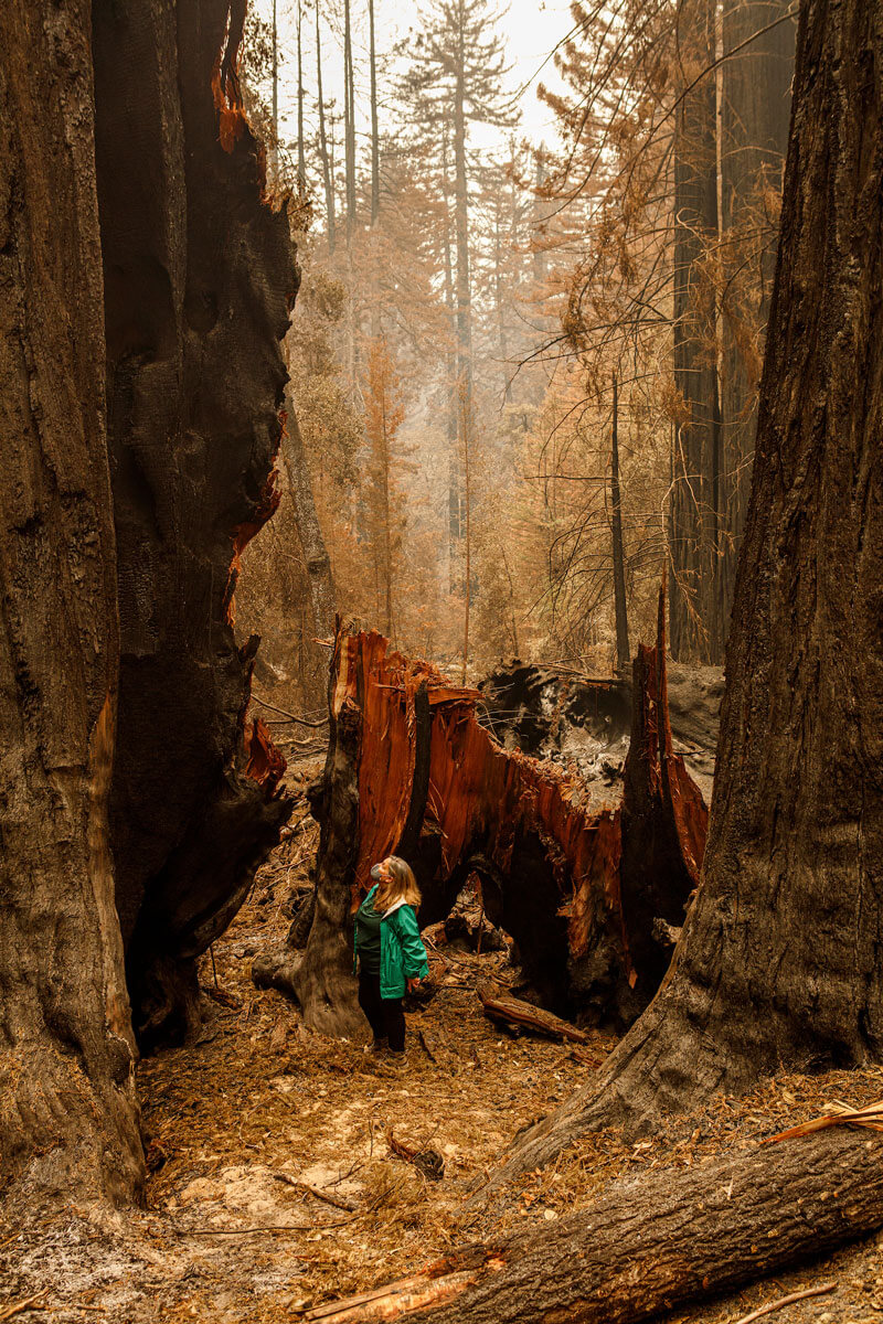 Executive Director Sara Barth stands in a green rain jacket wearing a face mask amongst charred redwood remains looking up at a damaged massive tree with brown leaved trees in the background against a smoky gray sky in Big basin Redwood sState Park after the CZU fire in 2020