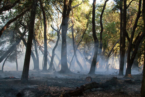 Smoke rises from fire darkend soil free of brush and other "fuels" below undamaged sunlit green tree canopies after a cultural burn on San Vicente Redwoods