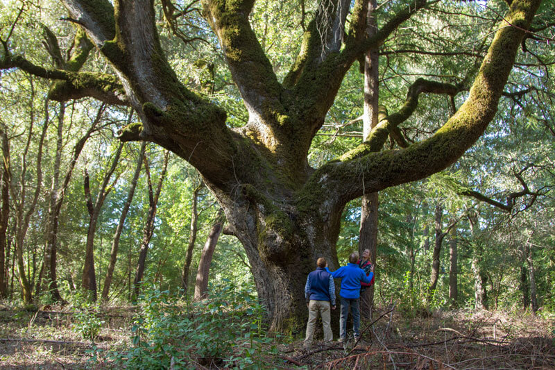 Redwoods And Climate Series Part 3 San Vicente Redwoods Ancient Oak By Mike Kahn