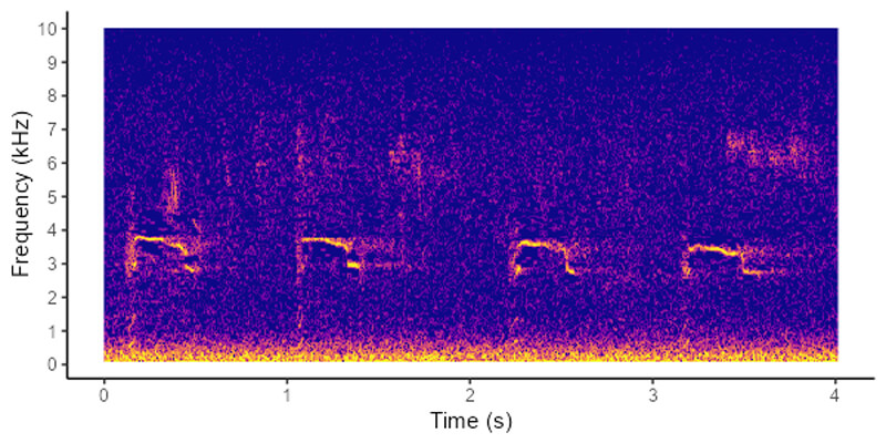 A spectrogram with a purple background with a yellow and pink strip along the bottom of the graph indicating time, and splashed waves of pink with some yellow above indicating the sound of a marbled murrelet calling bout from an acoustic recording unit, by Conservation Metrics International
