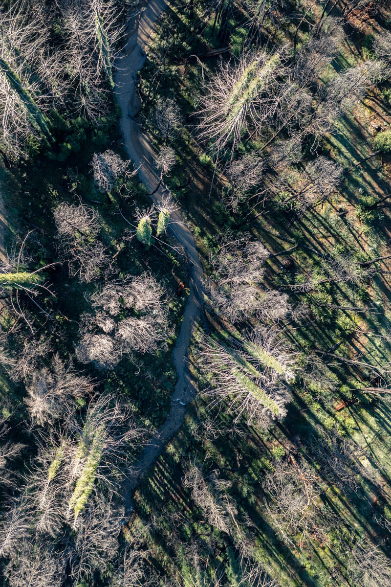 Story Of A Seedling San Vicente Redwoods Big Creek By Teddy Miller