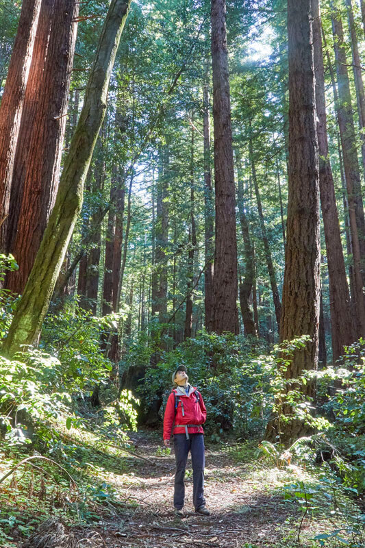 Climate Action For Redwoods Camp Jones Gulch By Canopy Dynamics