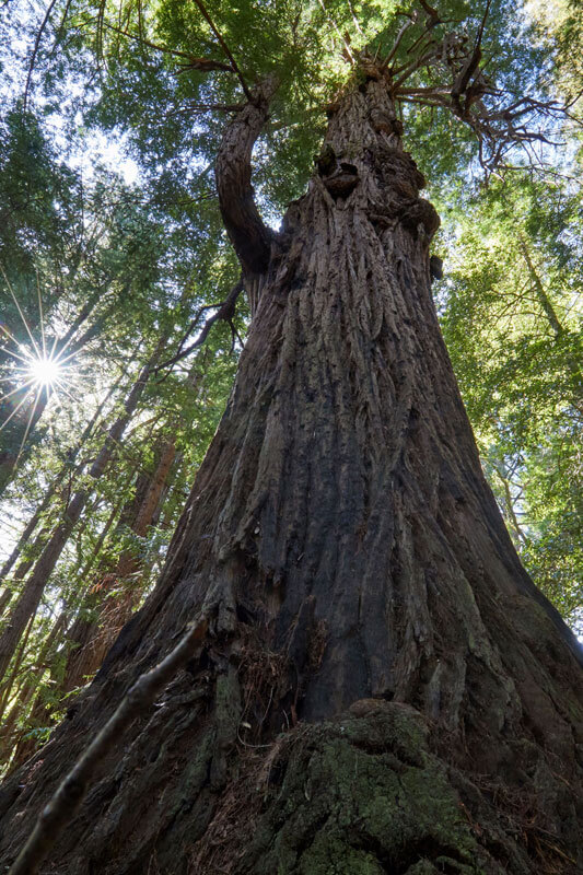 Climate Action For Redwoods Old Growth By Canopy Dynamics