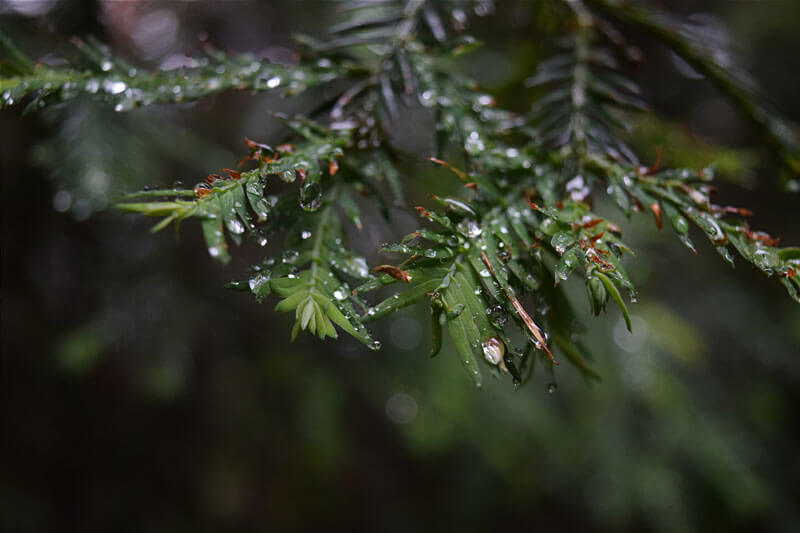 Climate Action For Redwoods Precipitation Redwood Rain Drops By Amanda Wild