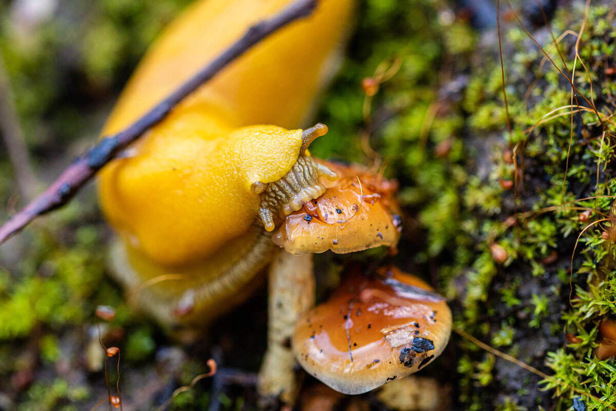 Bright yellow banana slug snacks on a tan mushroom popping out from spring green moss, by Ian Bornarth