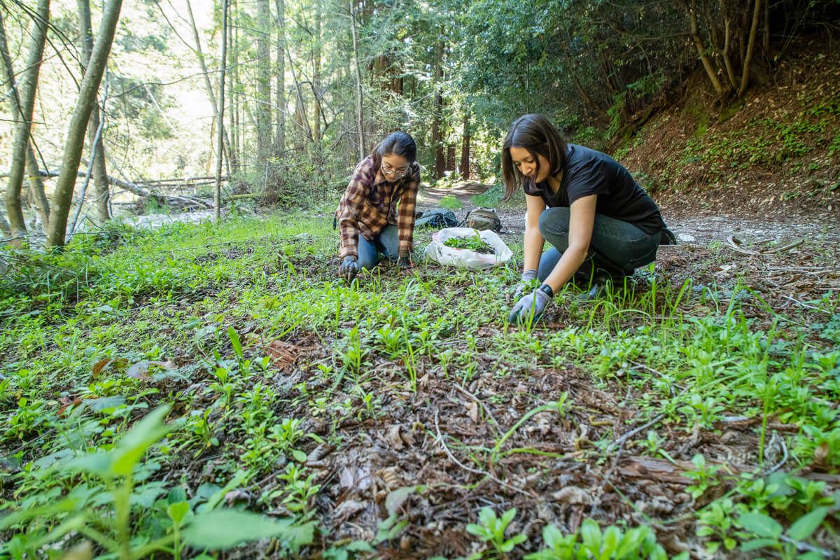 Natural Resource Manager Beatrix Jiménez-Helsley and UCSC intern Mariana carefully remove invasive plants near a creek San Vicente Redwoods