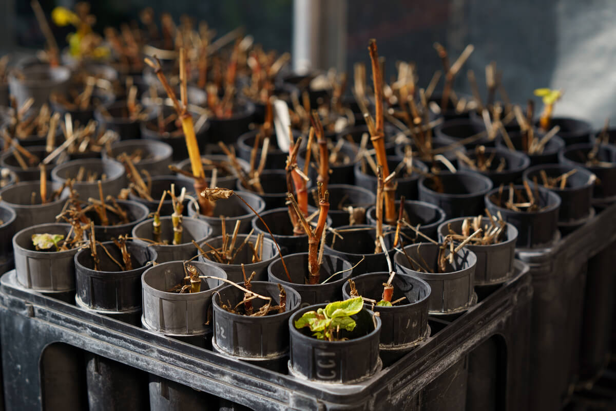 Stems of native seedlings bare from winter rise out of black cone shaped pots at the UCSC Greenhouse by Orenda Randuch