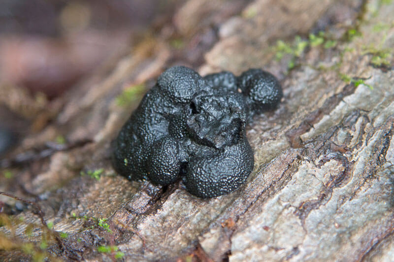 Potentially mistaken for "scat", a pile of wild animal feces, this is actually a fungi called "cramp balls" (Annulohypoxylon thouarsianum) an important wood-decaying fungi that help to make space available on the forest floor for new trees and other species.