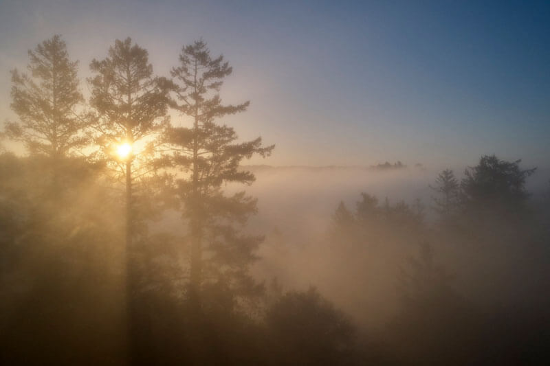 Tangled Web Foggy Redwood Sunset By CanopyDynamics