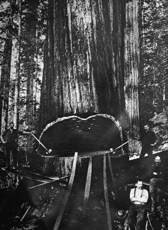 Historic Redwood Logging Photo From Sempervirens Fund