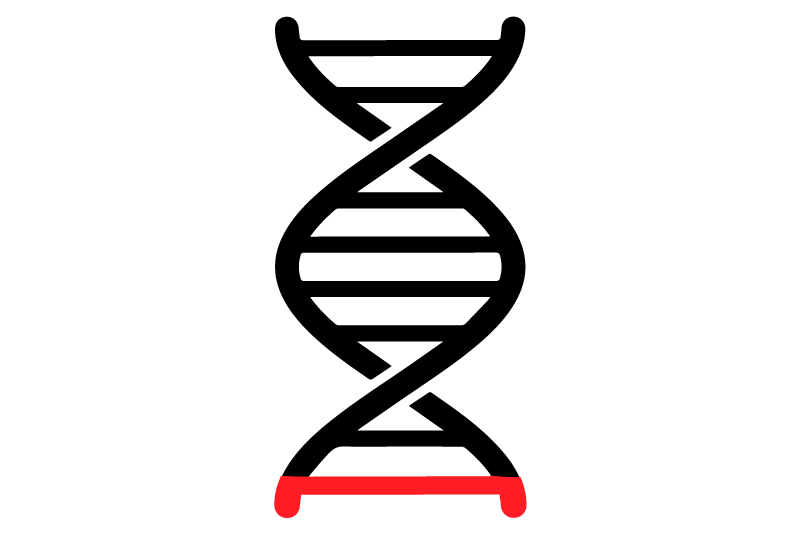 A simplified graphic image of a black double helix with the bottom 8% in red to depict the estimated 8% of human dna comprised of embeded viruses