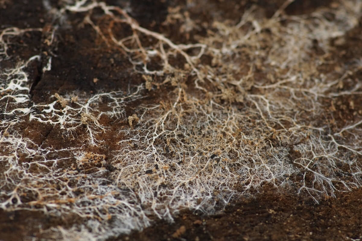 Thin white threads of mycelium cross, tangle, and create a web woven through dark soil, photo by Kirill Ignatyev