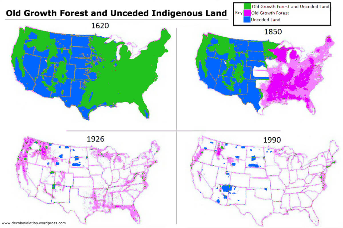 Tangled Web Old Growth Forest And Unceded Indigenous Land By Jordan Engel Decolonial Atlas