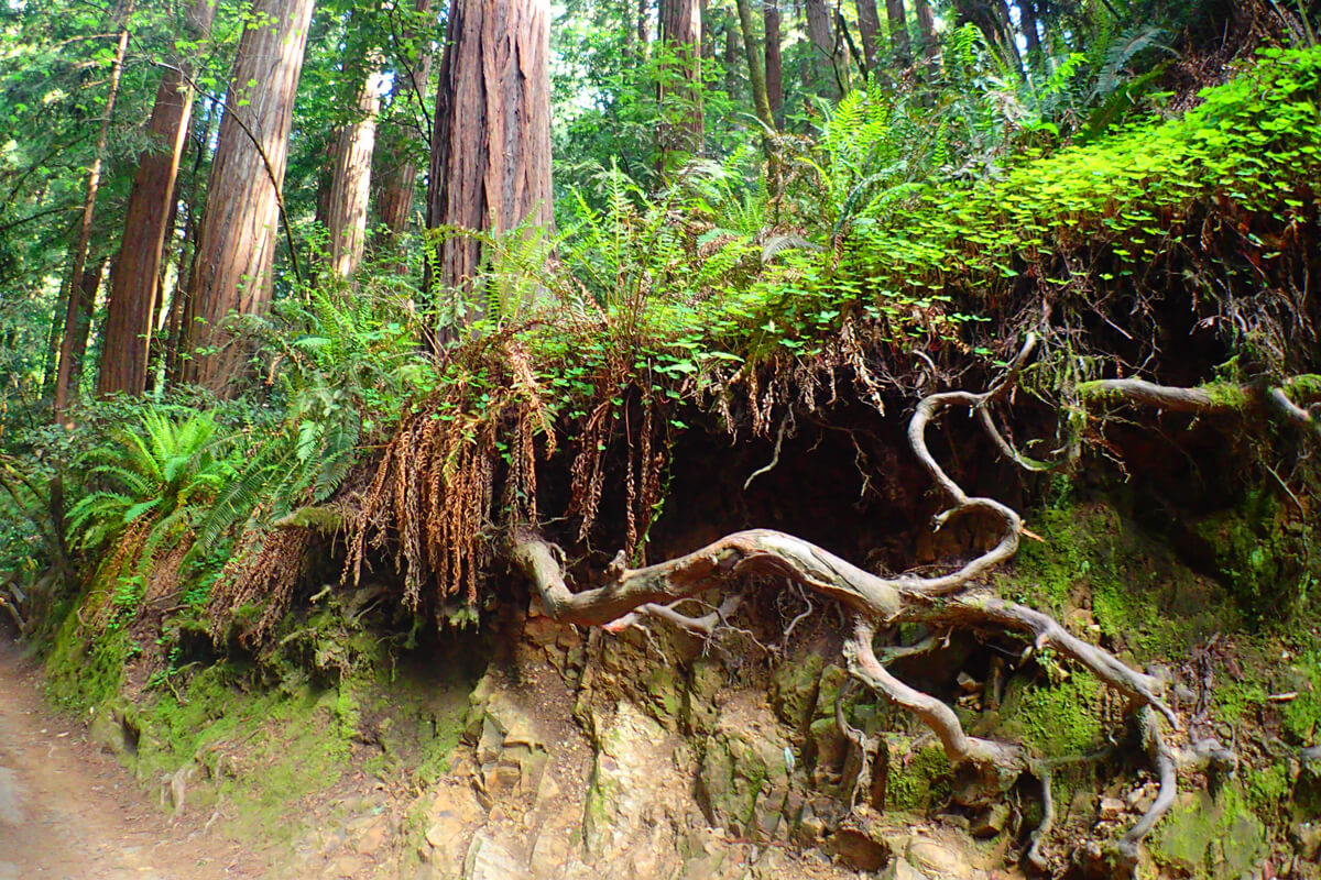 Roots emerge from the soil along a creek bank below the lush, green fern-covered redwood forest stretching far above, by Rudydale