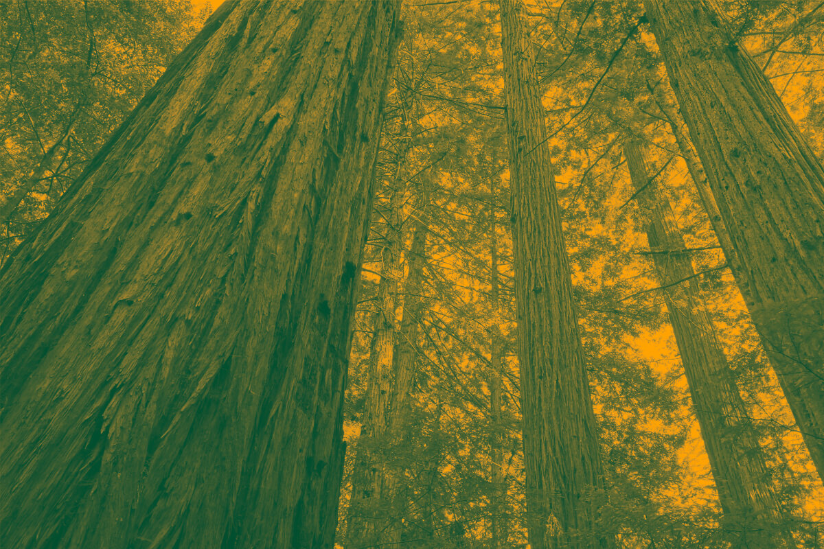A rough barked trunk of a redwood tree looms large rising up from the lower left to the sky textured by the leafy canopy of the surrounding forest cast golden orange and dark green tones