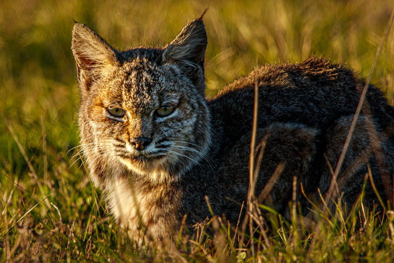 A bobcat cast in warm sunlight lays in grass at San Vicente Redwoods and almost seems to smile at the camera, by Ian Bornarth Photography