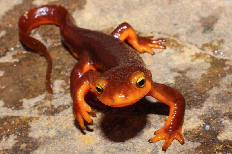 A California newt, rust colored on its back and the tops of its head and limbs with bright orange wrapping up to meet it from its underside, leaves wet footprints on a rock, by Connor Long