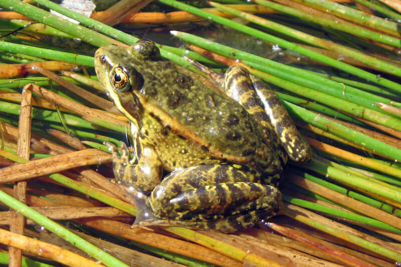 Redwoods And Wildlife California Red Legged Frog By Greg Schechter