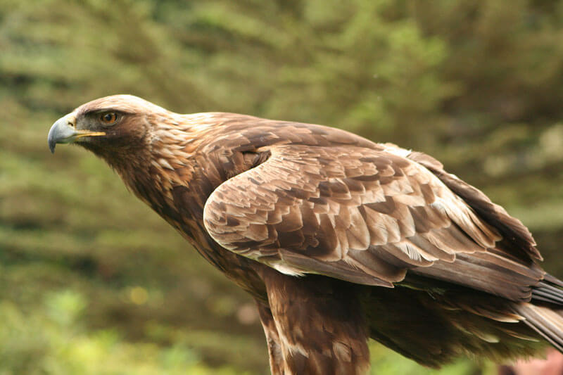 Redwoods And Wildlife Golden Eagle By Rocky