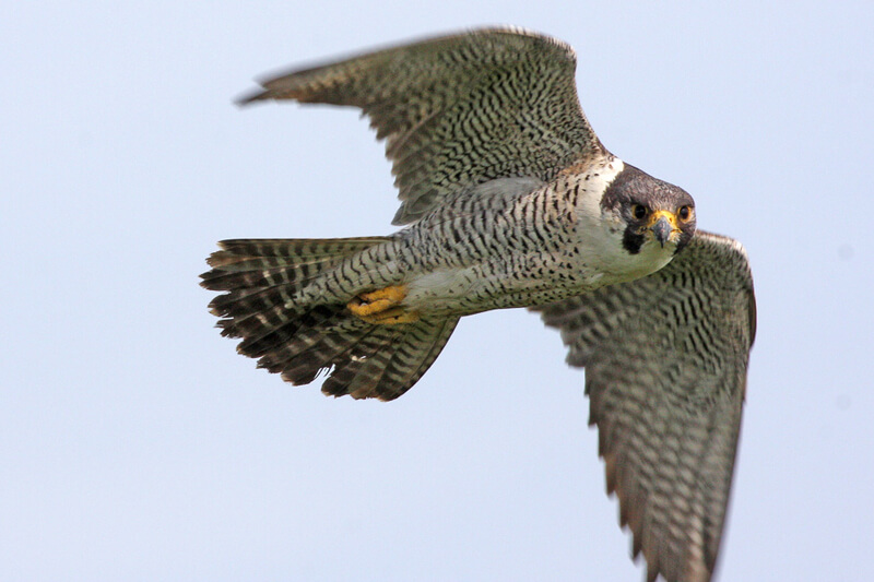 Redwoods And Wildlife Peregrine Falcon By Ron Knight