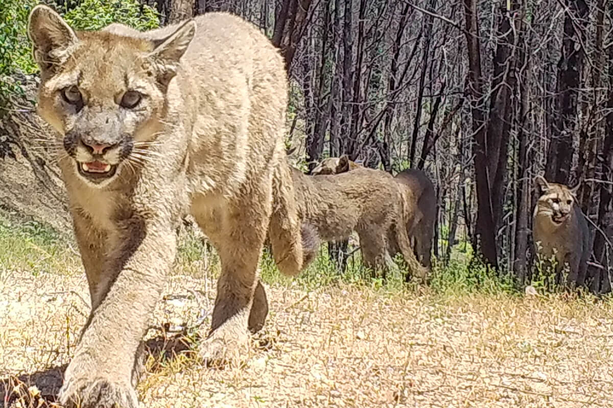 Redwoods And Wildlife Pumas By Pathways For Wildlife