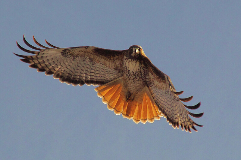 Redwoods And Wildlife Red Tailed Hawk By Jaime Robles