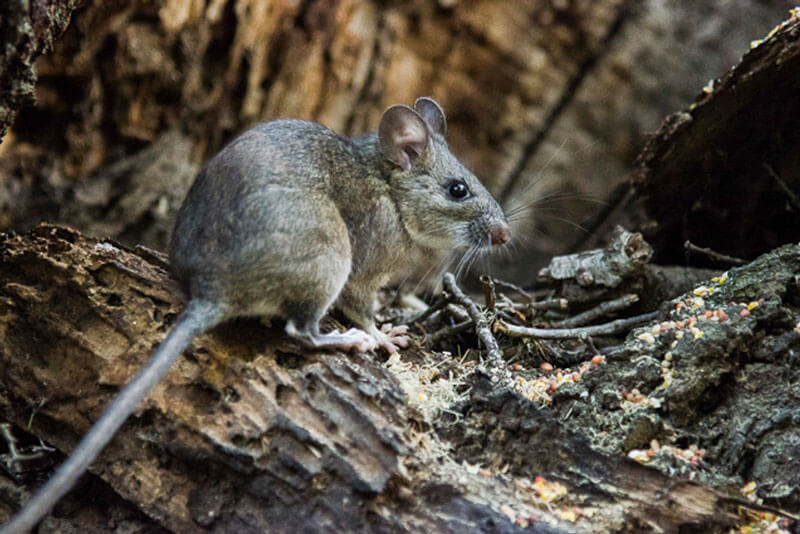 Redwoods And Wildlife San Francisco Dusky Footed Woodrat By Santa Cruz Mountains Bioregional Council