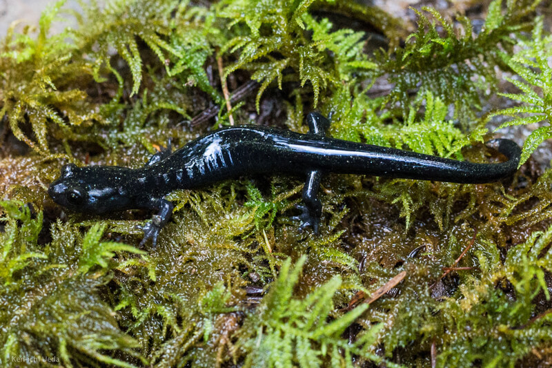 Redwoods And Wildlife Santa Cruz Black Salamander By Ken Ichi Ueda