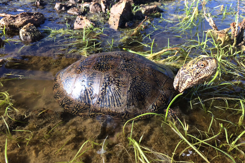 Redwoods And Wildlife Southwestern Pond Turtle By Jeffrey E Lovich USGS