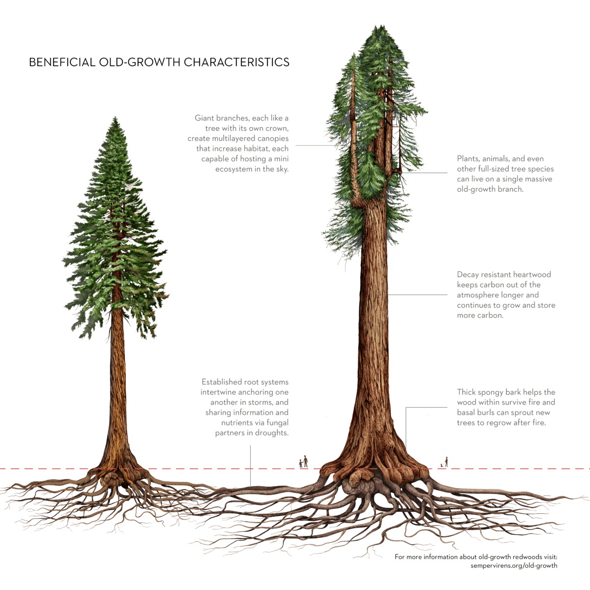Redwoods and Climate Part 4 Sempervirens Fund