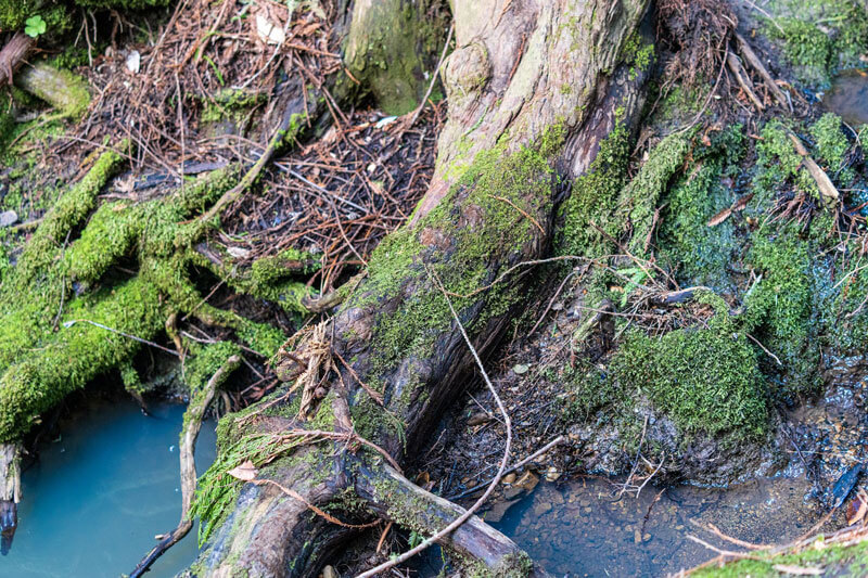 Climate And Redwoods 4 Redwood Roots In McCormicj Creek By Orenda Randuch
