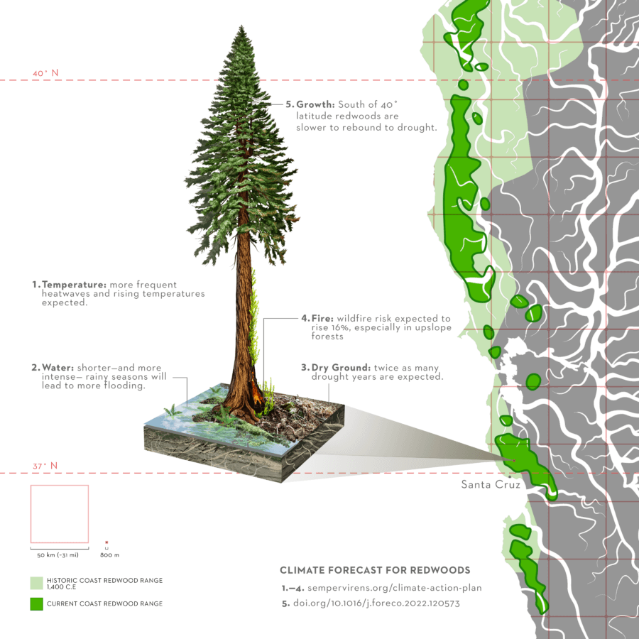 Climate And Redwoods 4 Frontis Piece By Jane Kim Ink Dwell