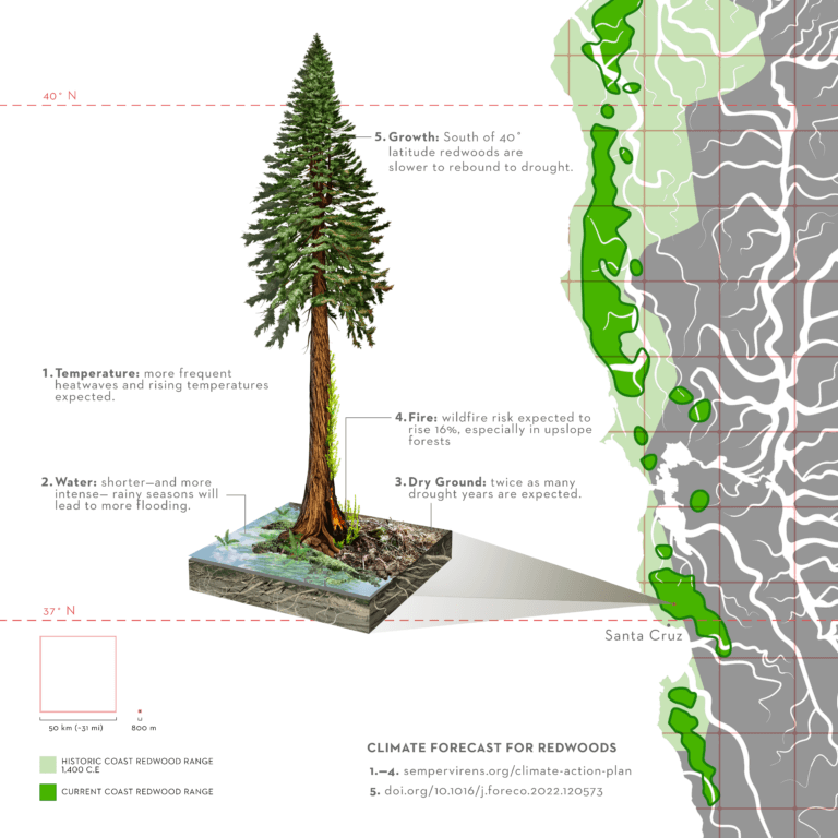 Redwoods and Climate Part 4 - Sempervirens Fund