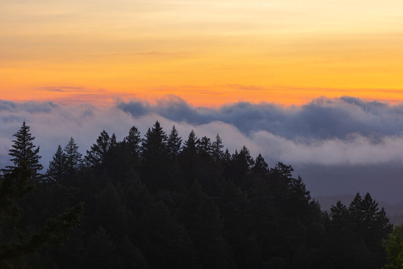 Redwoods And Climate 4 Fog At Sunset Castle Rock By 7Roots