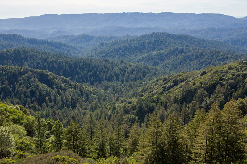 Overlooking forested slopes in the Santa Cruz mountains from Castle Rock State Park out to the horizon, by D. Royal