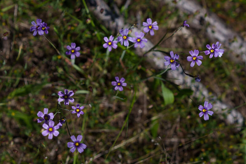 Small purple flowers surrounding yellow caches of pollen burst up from the grass but these blue-eyed grass wildflowers are neither grass nor blue, by Orenda Randuch