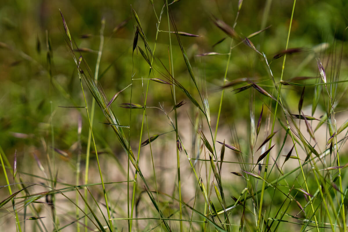 Light green stems of California oat grass crisscross the frame ending with purple seed pods, by Orenda Randuch