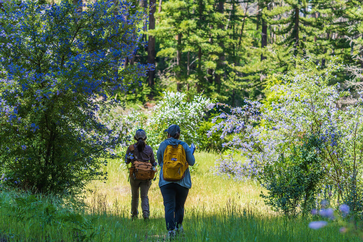 Beatrix and her colleague pass between a massive warty-leaved ceanothus with bright blue blossoms on the left and a large California wild lilac ceanothus with light purple flowers on the right as they walk out of the forest’s shade and into a sunny meadow toward a big Coast whitethorn ceanothus with white flowers ahead, by Orenda Randuch