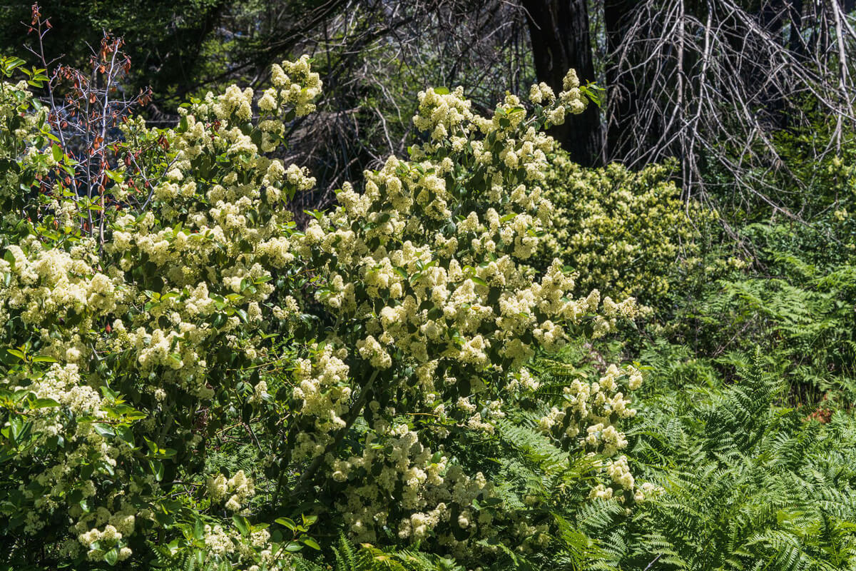 Coast whitethorn ceanothus (Ceanothus incanus) has white flowers and thorns, by Orenda Randuch