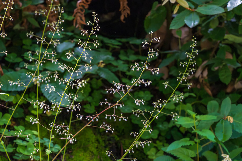 Several long thin crevice alumroot stems with delicate perpendicular branches support tiny white blooms stand out against the dark green foliage behind them, by Orenda Randuch