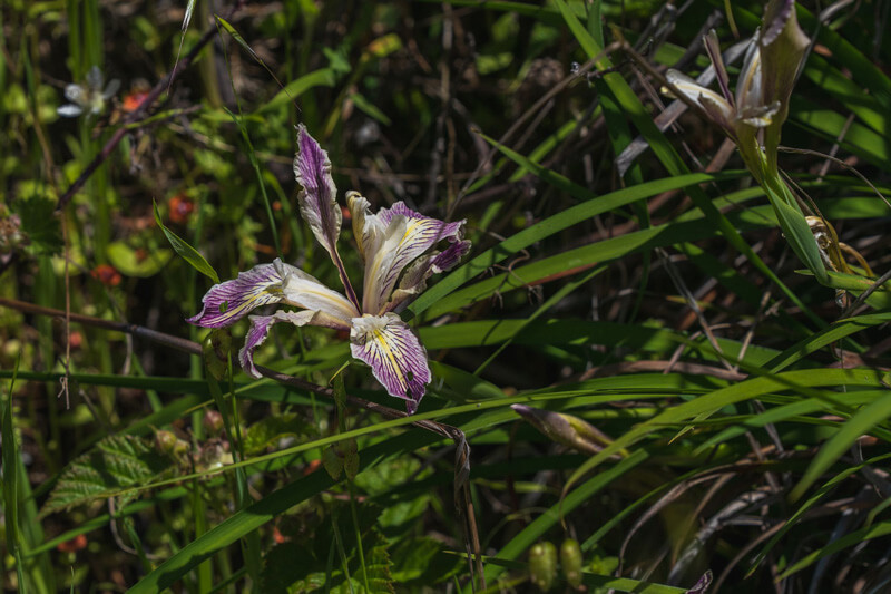 A Douglas iris flower with yellow lines running down the center of its long petals and purple lines branching off to pool in color along its edges at the end rises from a tangle of growth including two more iris buds preparing to open, by Orenda Randuch