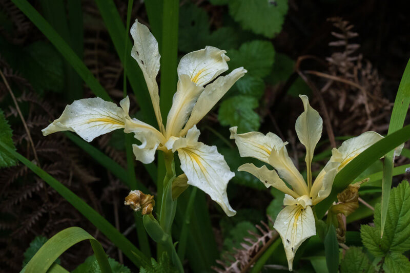 White petals with yellow lines running from the base down the center of a Fernald’s iris, by Orenda Randuch